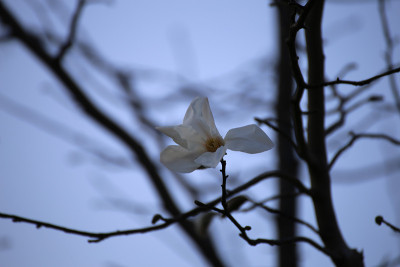木兰