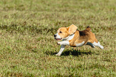 小猎犬在场上追逐追逐