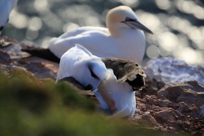 白眉信天翁(Thalassarche melanophris)或德国Mollymawk Helgol