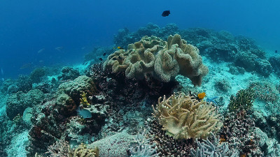 珊瑚礁和热带鱼。Panglao、菲律宾