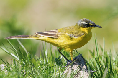 草丛中的黄鸟，西部黄Wagtail(莫塔西拉黄)