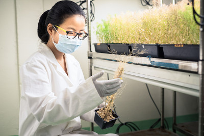 科学家在植物生长室