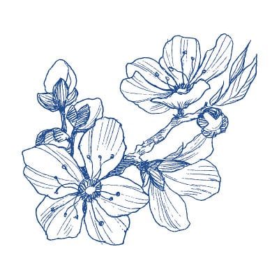 杏花分枝孤立在白色上。古董植物手绘插图。春天苹果或樱桃树的花。