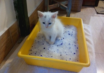 土耳其安哥拉猫