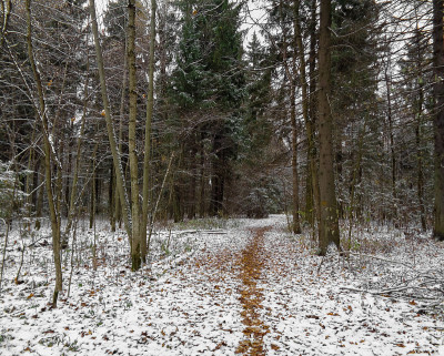 在路上。冬季西伯利亚白雪皑皑的森林黄昏时，天气多云，初冬