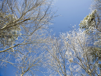 雪顶