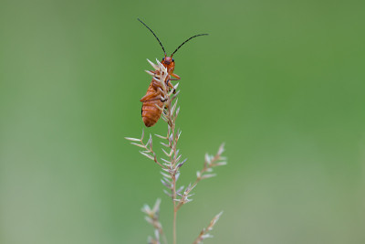 红甲虫