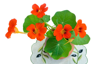 白底陶瓷花瓶上的旱金莲花。“n