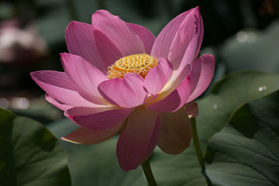 莲花