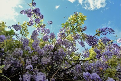 美丽的花朵紫藤