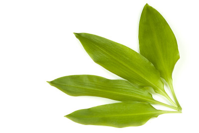 野生大蒜