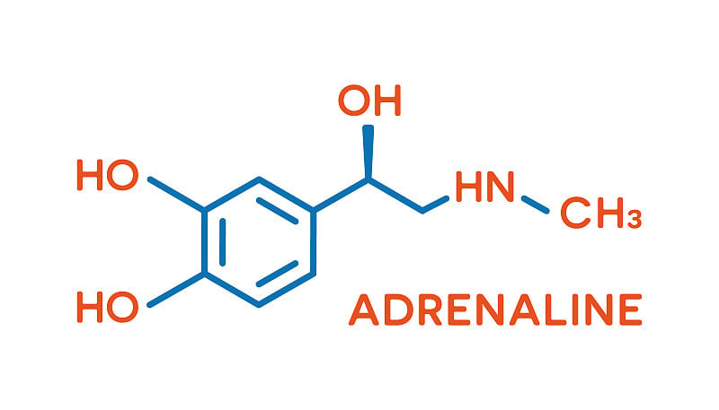 肾上腺素激素分子式。人体激素符号