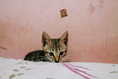 床垫上可爱的猫