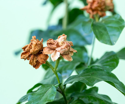 乔木上的茉莉花