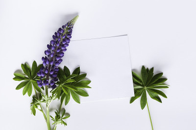 模型用鲜花