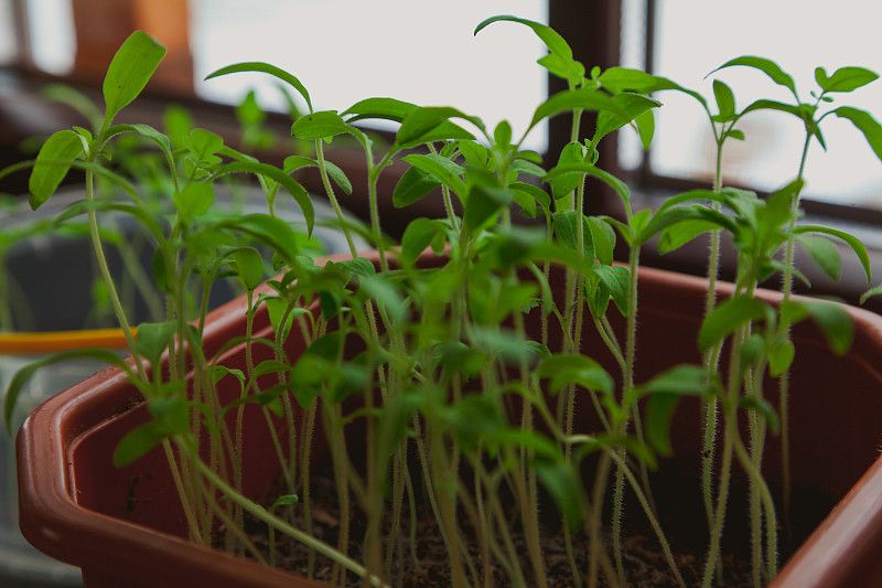 塑料碗里的小番茄芽