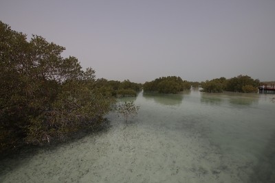 红树林