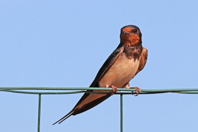 乡村燕子(Hirundo rustica)。
