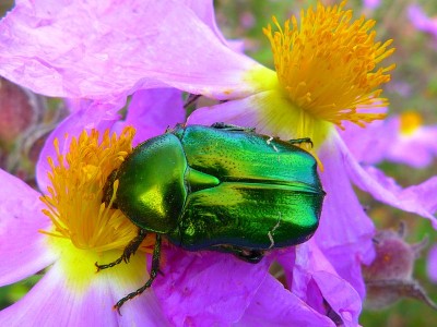 希腊Pelion的Golden Cetonia