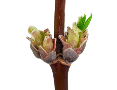 带芽的枫树枝