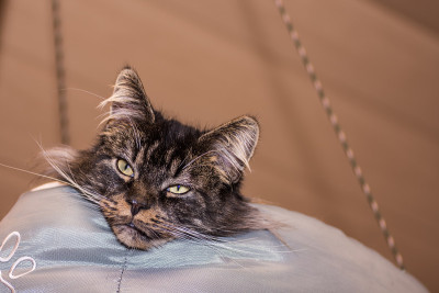 一只可爱的缅因猫的头在它的床上