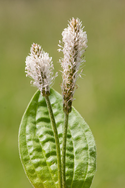 一种灰白的大车前(车前草)花的茎和叶
