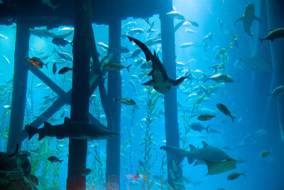 水族馆
