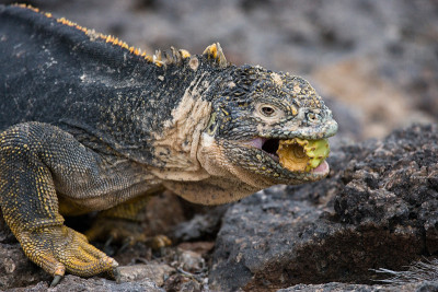 The land iguana eats a cactus.