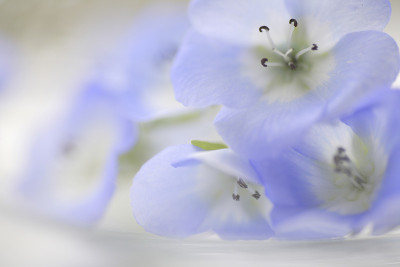 蓝色尼莫菲拉