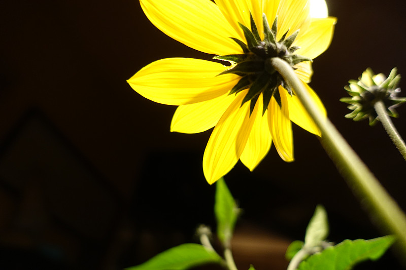 向日葵helianthus tuberosus