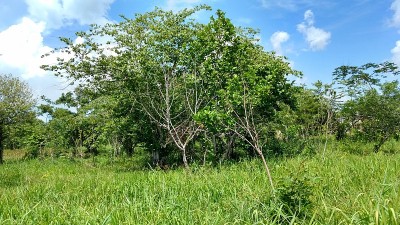 危地马拉Peten自由地的绿色植被