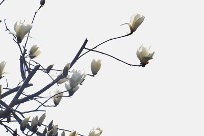 木兰花cobus