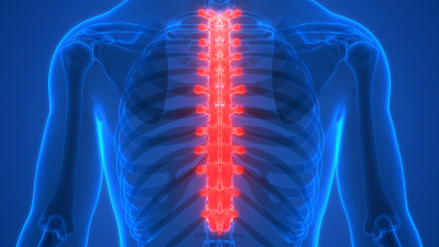人体骨骼系统、脊柱、胸椎解剖学