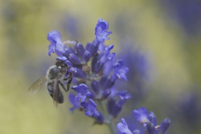 蜜蜂