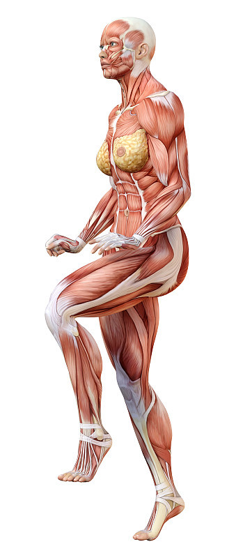 3D渲染女性解剖图上的白色
