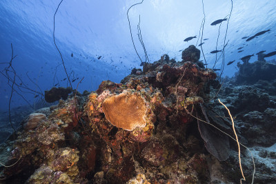 在库拉索岛附近的加勒比海，有各种各样的鱼、珊瑚和海绵在蓝绿色的珊瑚礁水中