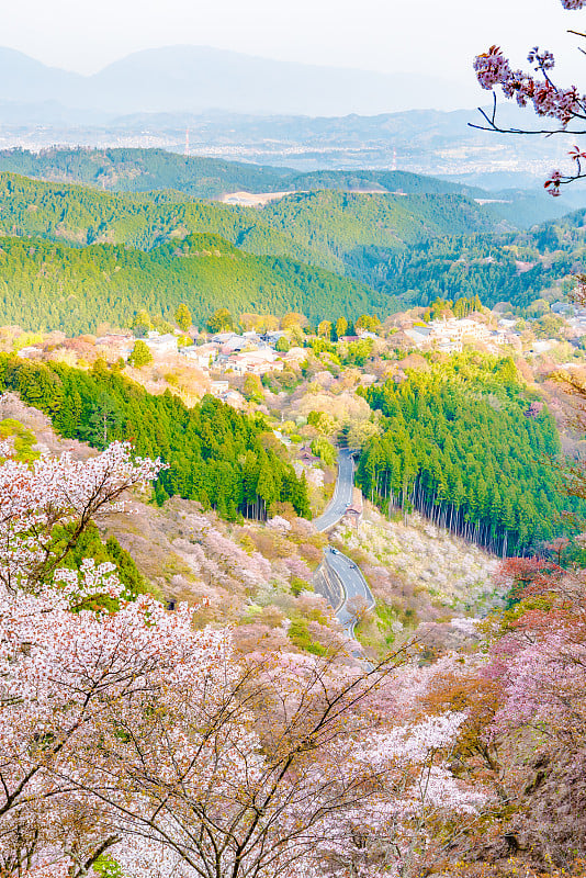 清晨日本奈良吉野山上的樱花盛开