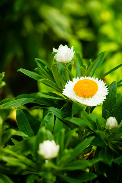 花花