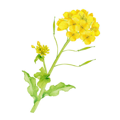 甘蓝型油菜