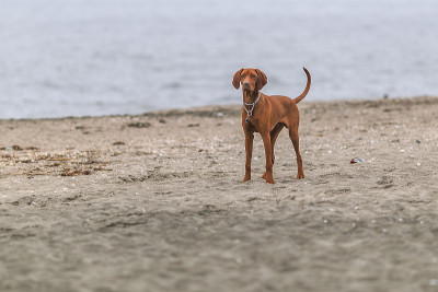 小猎犬匈牙利Vizslaa在沙滩上玩耍，玩得很开心，摆着姿势。