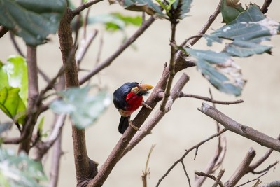 胡子Barbet(俗语)