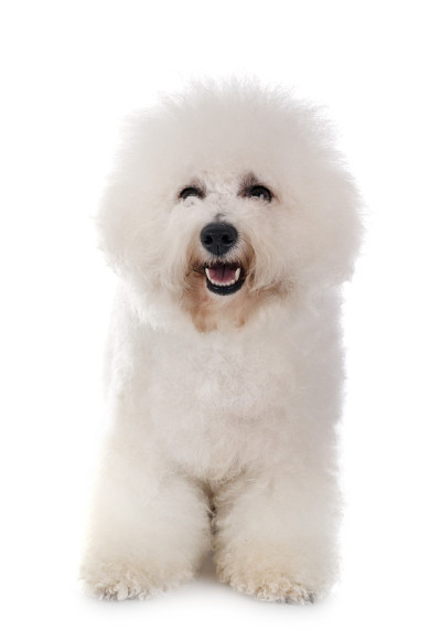 小卷毛比雄犬