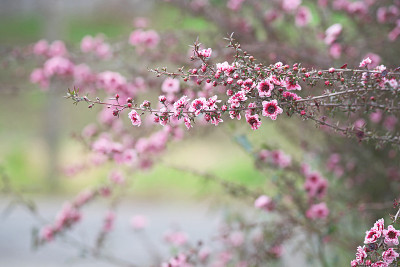 Leptospermum scoparium