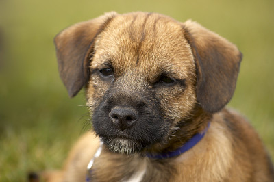 博德猎狐犬