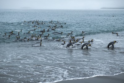一大群王企鹅(Aptenodytes patagonicus)返回陆地，它们有的还在游泳，有的站在浅