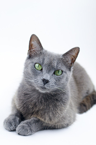 俄罗斯蓝猫工作室肖像