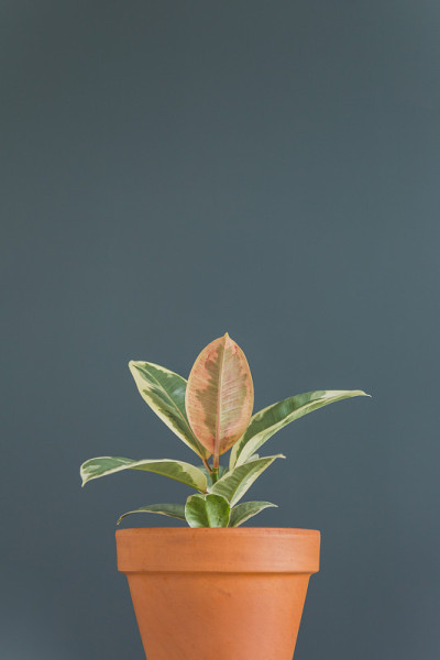 粉红、绿色和白色组合的橡胶植物“Tineke”弹性无花果室内植物，在赤陶土盆中，背景为黑色