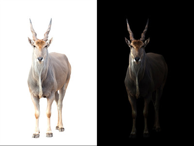 黑白色背景的Eland