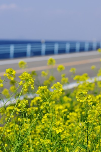 油菜籽花