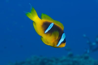 红海海葵鱼（两栖双鱼）